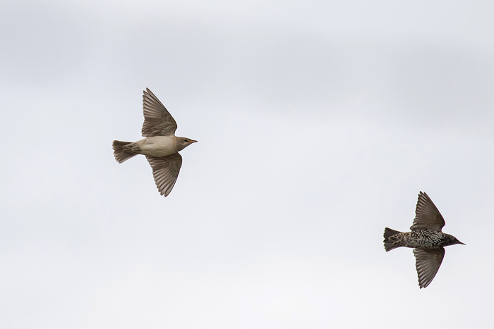 Rose-coloured Starling