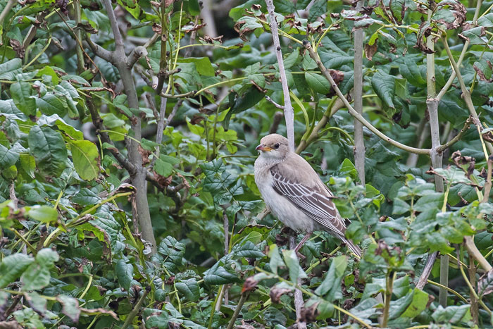 Rose-coloured Starling
