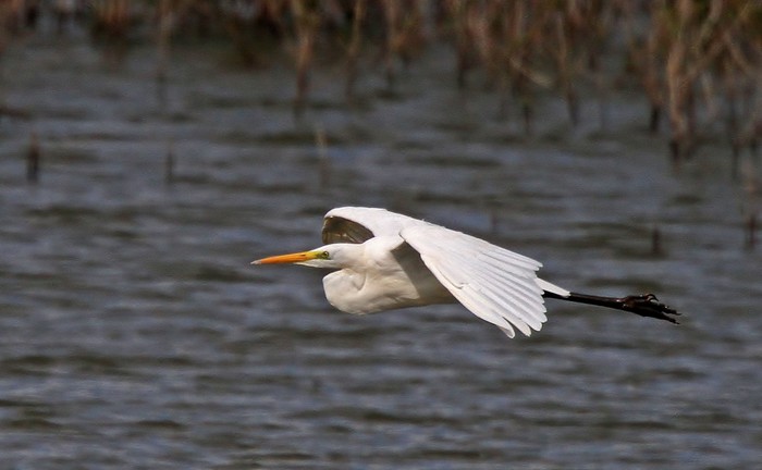 Great White Egret