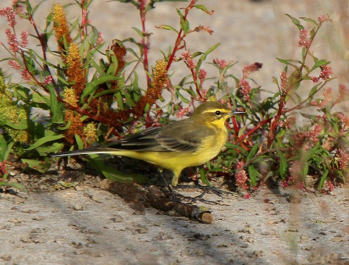 Yellow Wagtail