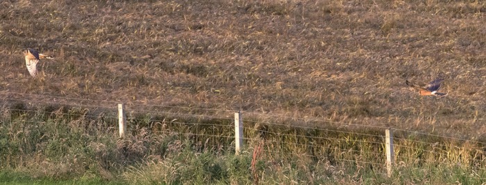 Pallid Harrier