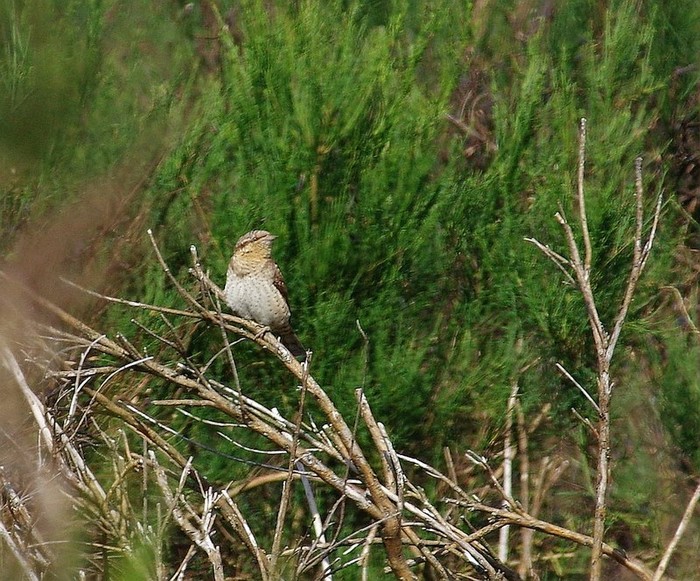 Wryneck