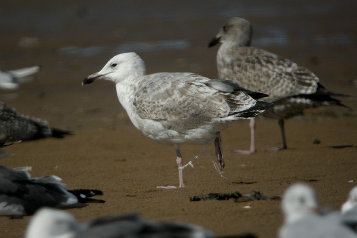 Caspian Gull