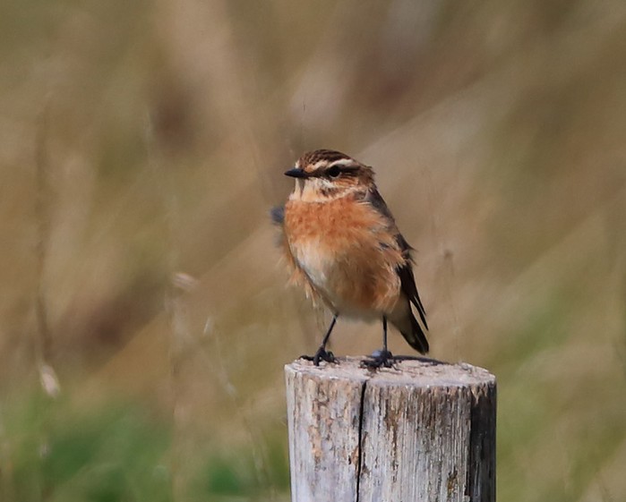 Whinchat