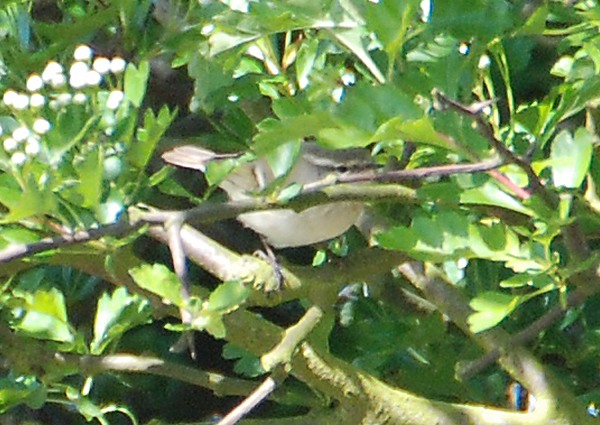 Hume's Yellow-browed Warbler