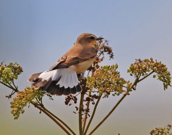 Wheatear