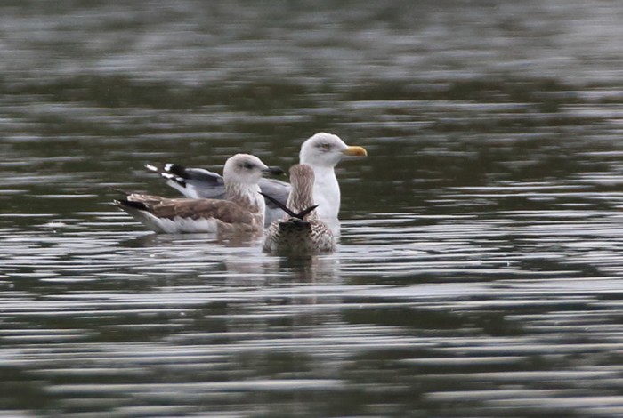 Yellow-legged Gull