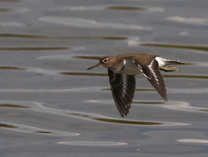 Common Sandpiper