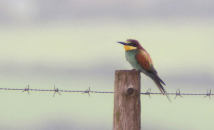 Bee-eater
