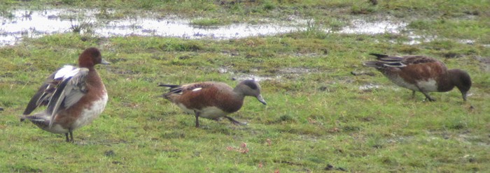 American Wigeon