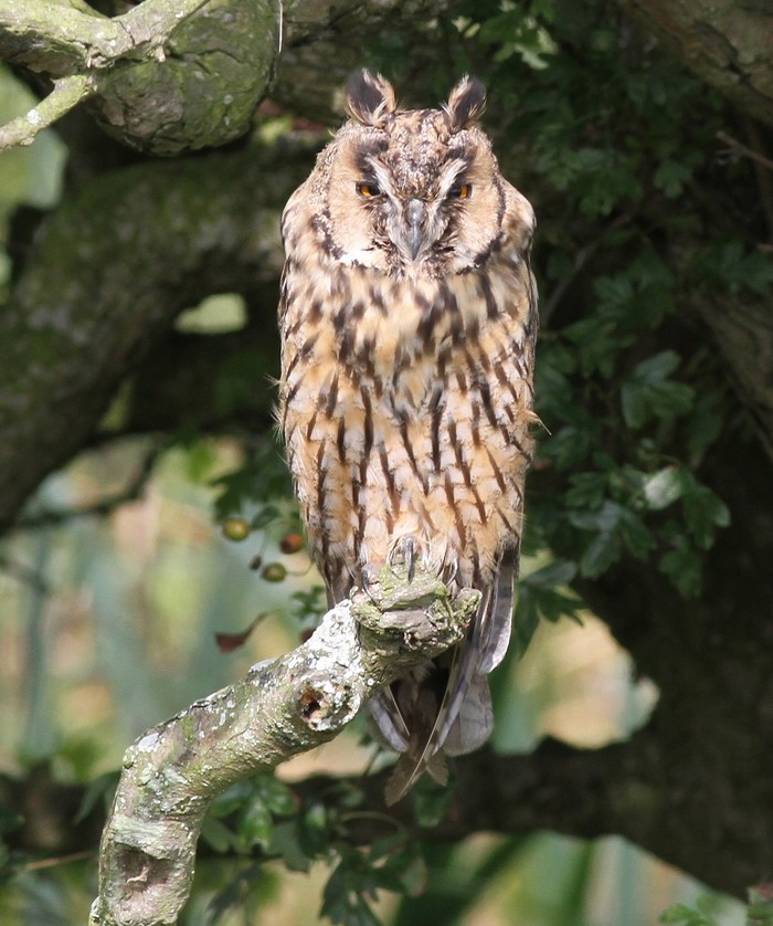 Long-eared Owl