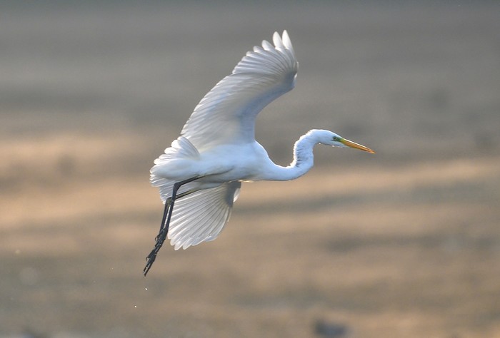 Great White Egret
