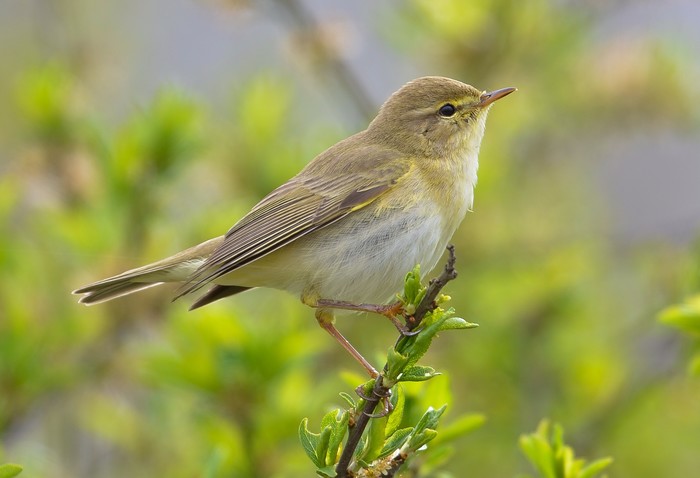 Willow Warbler