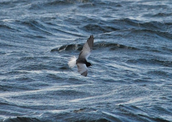 White-winged Black Tern
