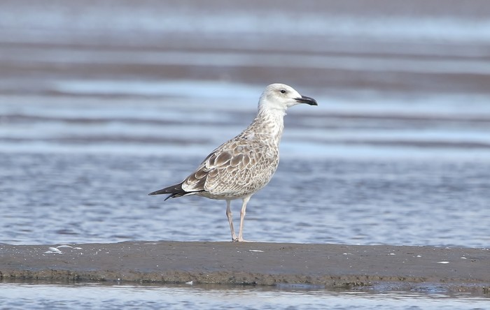 Caspian Gull