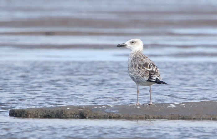 Caspian Gull