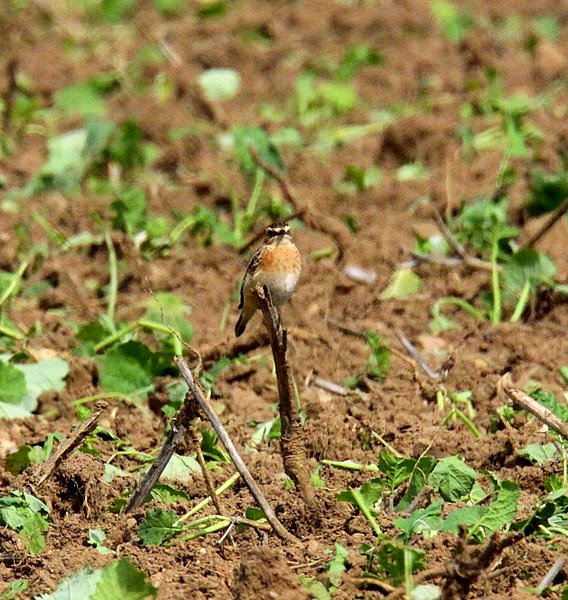 Whinchat