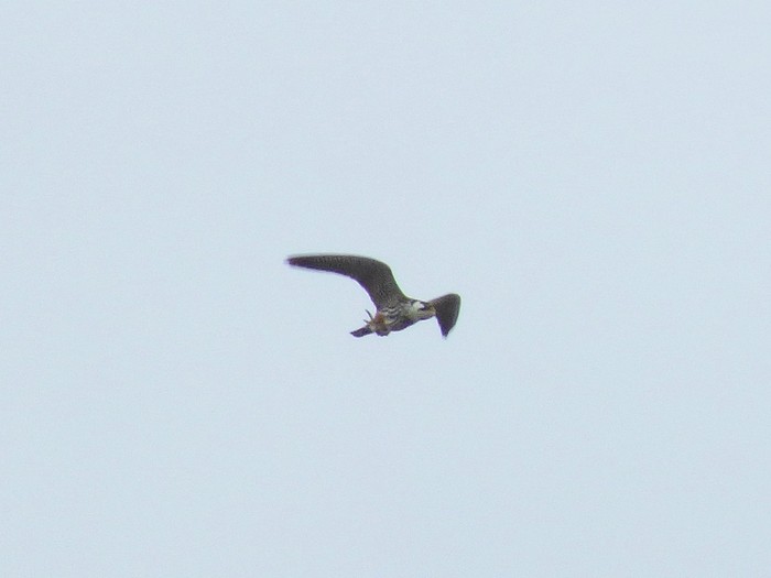 Hobby