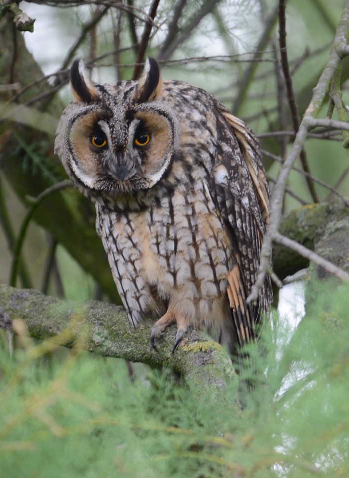 Long-eared Owl