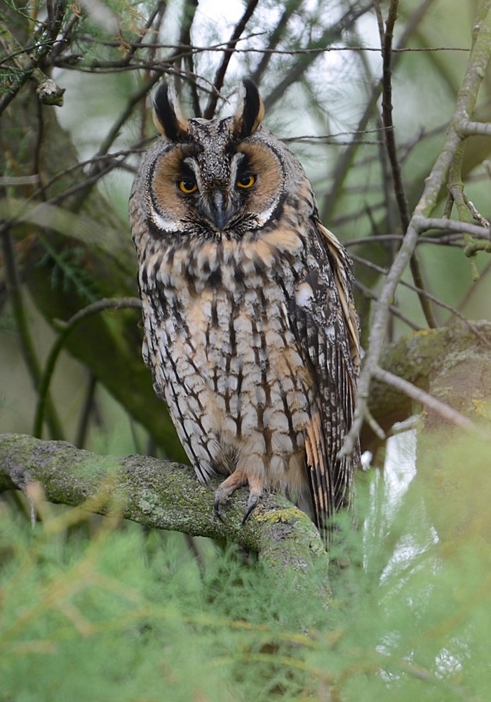 Long-eared Owl