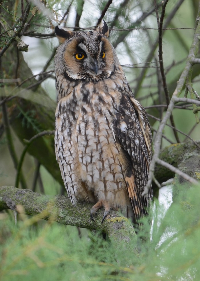 Long-eared Owl