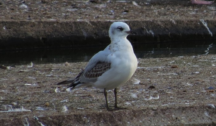 Mediterranean Gull