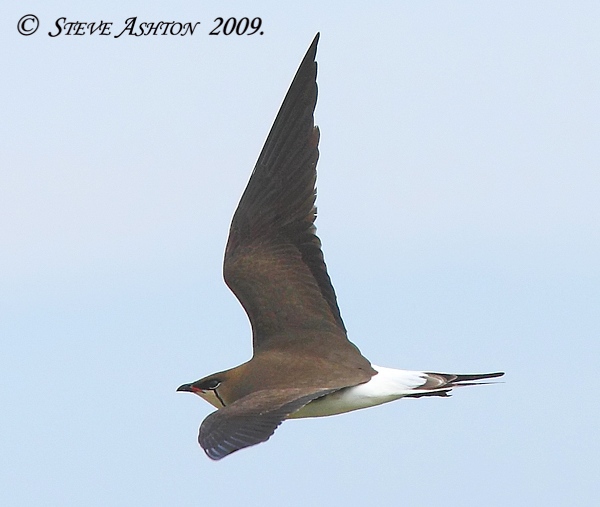 Black-winged Pratincole