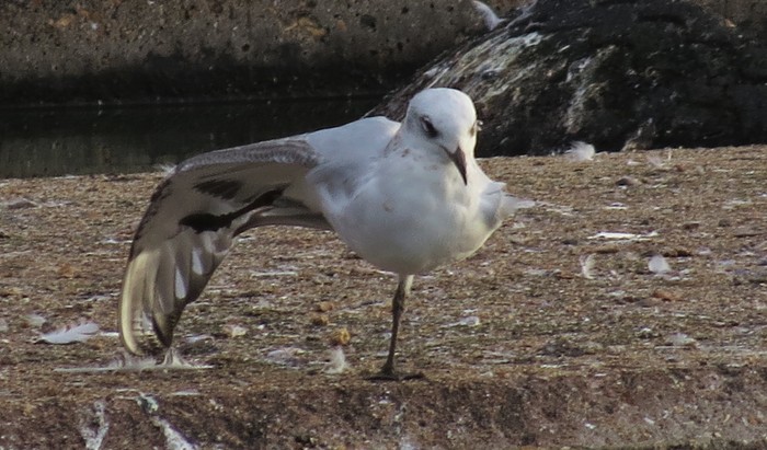Mediterranean Gull