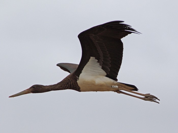 Black Stork