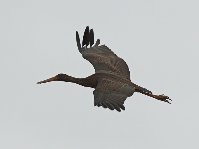 Black Stork