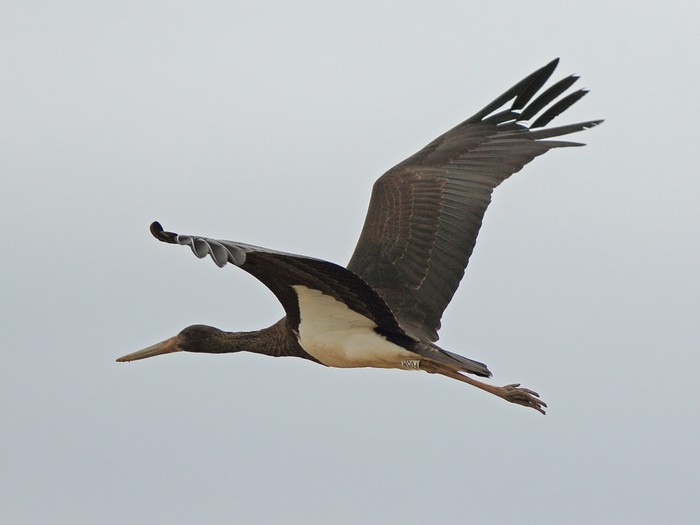 Black Stork