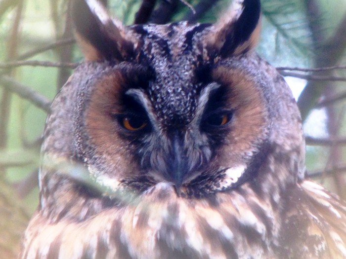Long-eared Owl