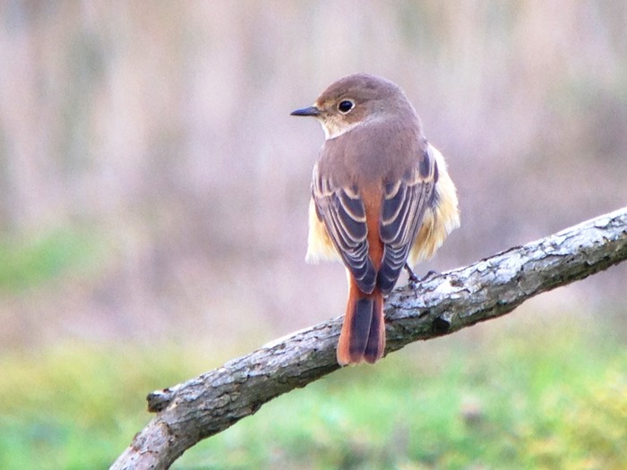 Redstart