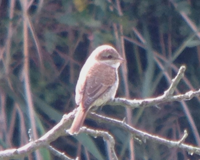 Red-backed Shrike