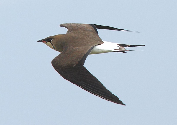 Black-winged Pratincole