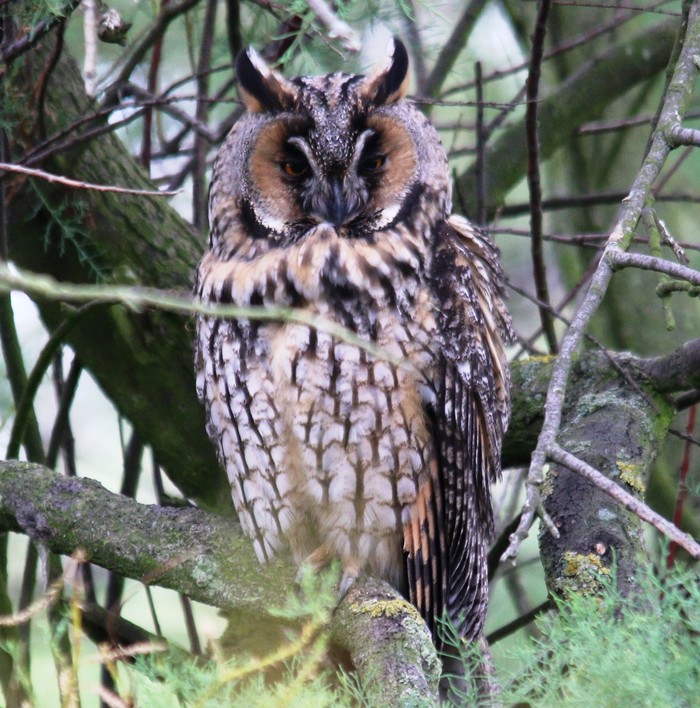 Long-eared Owl