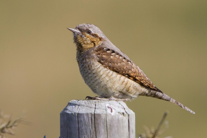 Wryneck