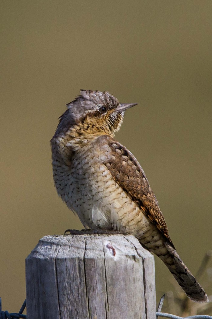Wryneck