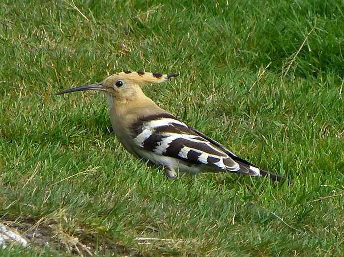 Hoopoe