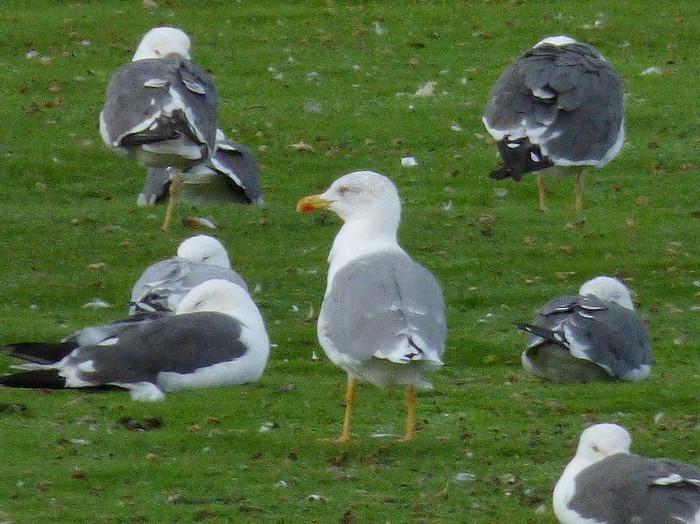 Yellow-legged Gull