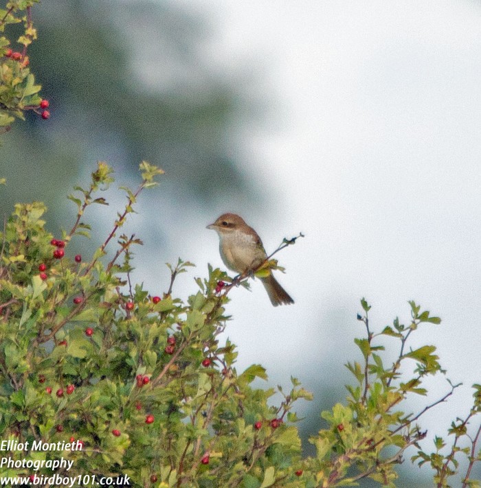 Red-backed Shrike