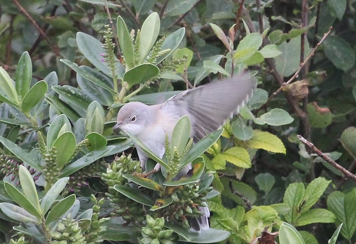 Subalpine Warbler