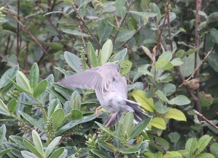 Subalpine Warbler