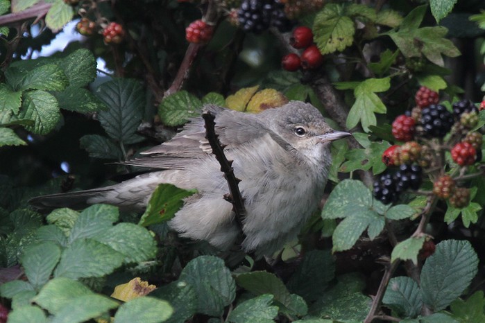 Barred Warbler