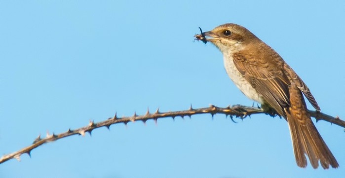 Red-backed Shrike