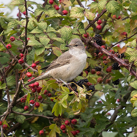 Barred Warbler