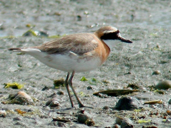 Mongolian Sand Plover