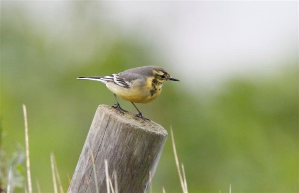 Citrine Wagtail