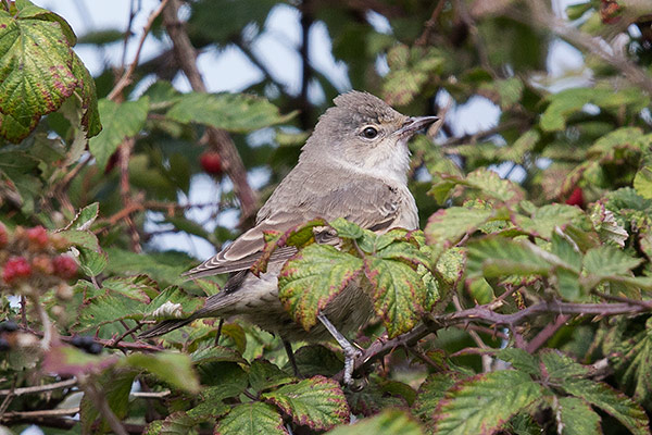 Barred Warbler