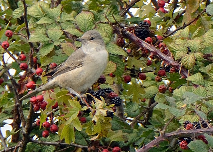Barred Warbler